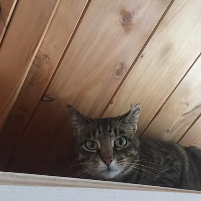 Cleo