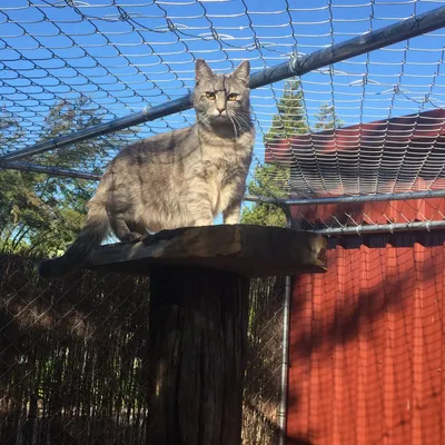 Mittens